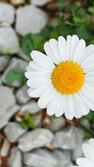 white daisy flower 