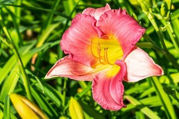 Fototapeta premium Close up of a pink daylily flower in bloom