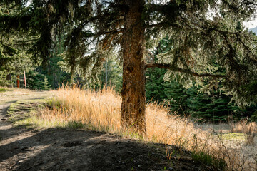 Dry grass and tree trunk in a sunlit forest path.