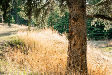 Dry grass and tree trunk in a sunlit forest path.