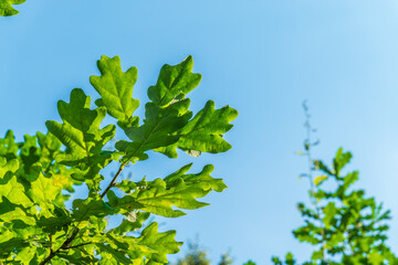Green oak leaves background. Plant and botany nature texture. green oak leaves in woods