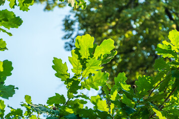 Green oak leaves background. Plant and botany nature texture. green oak leaves in woods