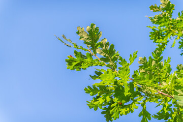 Green oak leaves background. Plant and botany nature texture. green oak leaves in woods