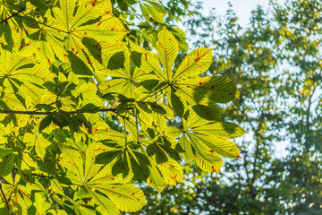 Close-up of beautiful young green chestnut leaves that have opened like a fan against a blurred green background of tree foliage with a swirling bokeh effect. Natural surroundings, environment.