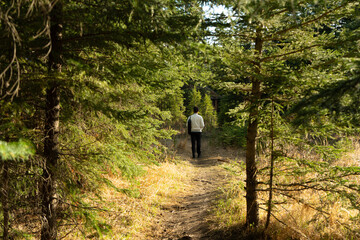 Man walking alone on trail in pine forest.