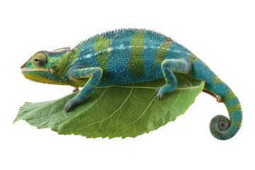 Obraz premium Vibrant blue and green chameleon on leaf against black background, cut out