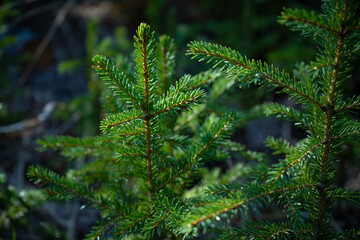 Young pine trees in a green forest, close-up view