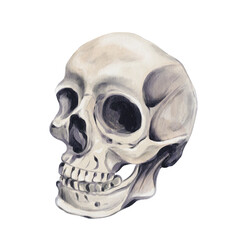 Obraz premium Human skull with teeth. Part of skeleton, face. Halloween mask. Scary head. Bare bones, Vintage skeleton skull. Watercolor illustration without background. Hand drawing.