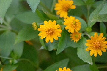 close-up shot of bright yellow Melampodium divaricatum flowers, also known as Butter Daisies.