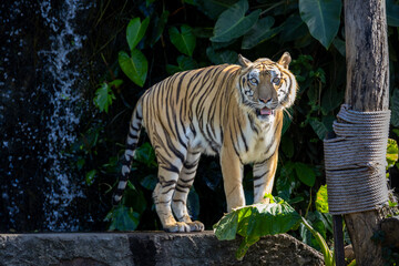 striking tiger standing amidst lush tropical vegetation,