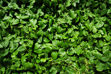 Dense vertical garden with various green plants and foliage, lush and vibrant living wall, outdoor...