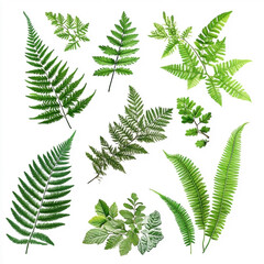 Variety of fern leaves scattered on a white canvas evoking natural tranquility