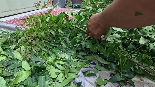 4k video clip of separating neem leaves by hand  from cut branches to prepare herbal medicine in india