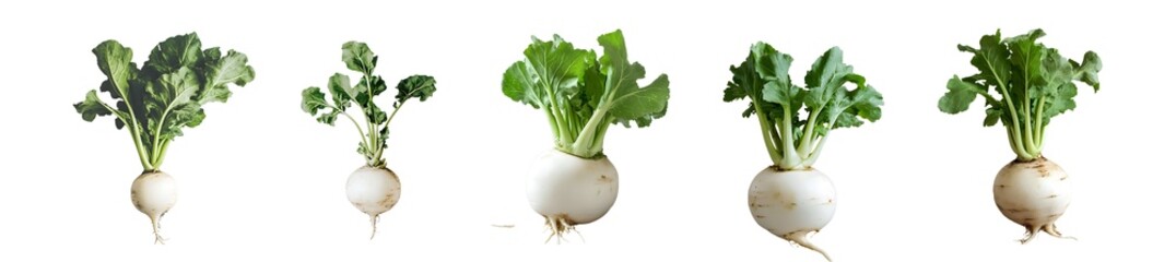 set of Several turnips with vibrant green leaves. isolated on transparent background