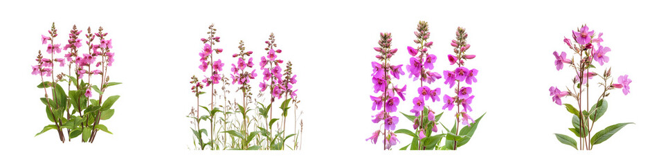 Naklejka premium set of clusters of pink flowering plants in a graphic design. isolated on transparent background