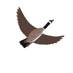 vector drawing bird, Canada goose, hand drawn Platalea ajaja, isolated nature design element