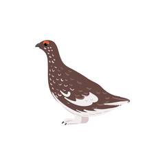 vector drawing bird,rock ptarmigan, hand drawn Lagopus muta, isolated nature design element