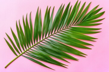 Obraz premium Vibrant palm frond against a pastel pink backdrop