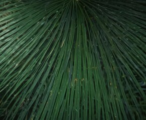 Deep emerald hues, ribbed surface, sunlit palm leaf detail , paradise, image