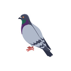 vector drawing bird, rock dove, hand drawn Columba livia,, isolated nature design element