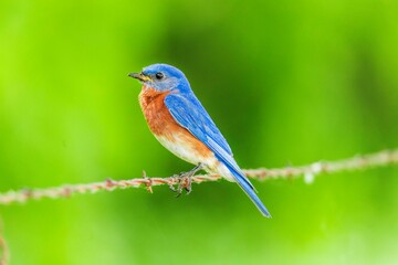 Obraz premium Eastern bluebird - Sialia sialis - Fort Worth, Texas, USA 