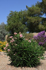 Drought tolerant pink Oleander shrub or Nerium Petite Oleander with gentle flowers along with blooming Texas Sage and Tecoma stans in xeriscaped grounds in Phoenix, Arizona
