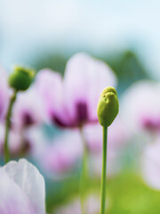 A beautiful poppy bloomed in summer. Flowers.