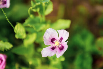 A beautiful poppy bloomed in summer. Flowers.