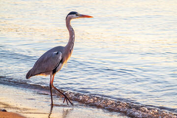 A heron hunting in the sea. Grey heron on the hunt