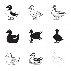 Illustration and silhouette of ducks.