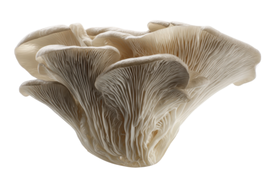 Close-up of fresh oyster mushrooms with detailed gills displayed against a black background, cut out