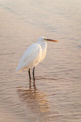 Great egret (Ardea alba), a medium-sized white heron fishing on the sea beach