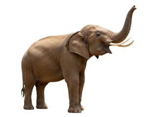 Fototapeta premium African Elephant with Trunk Raised Isolated on Transparent Background