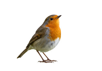 European Robin Bird Isolated on Transparent Background