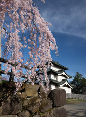満開の枝垂れ桜と弘前城 2025年撮影