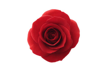 Vibrant red rose in full bloom on black background close-up, cut out