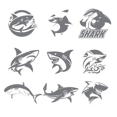 angry shark vector
