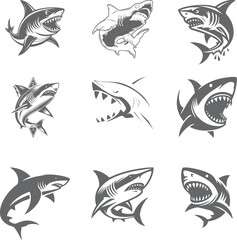 shark vector