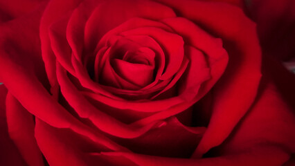 rose roses red for background