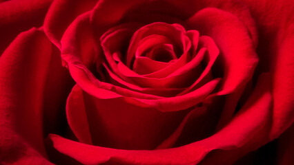 rose roses red center for background