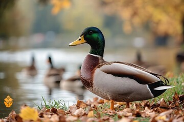 Fototapeta premium close-up of a male mallard duck standing on the grassy, leaf-covered bank beside a calm body of water with other ducks blurred in the background during autumn