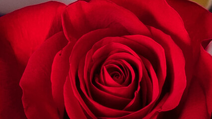 rose roses red for background