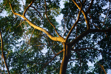 Fototapeta premium Sunlight Filtering Through Tree Branches in a Lush Green Canopy