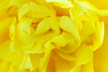 Close-Up of Bright Yellow Flower Petals with Soft Texture Details