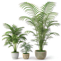 Obraz premium palm tree in a pot
