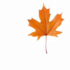 Fototapeta premium A close-up of a vibrant orange maple leaf showcasing autumn beauty.
