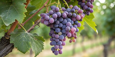 Fototapeta premium Ripe Purple Grapes on the Vine
