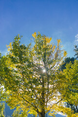 bright yellow ginkgo tree in autumn under clear blue sky