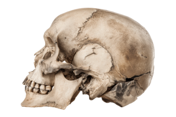 Detailed side view of an ancient human skull, cut out