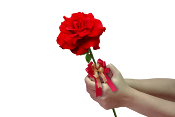 Close-up of two hands holding a stem of a fresh red rose tied with a red bow symbolizing the giving of love isolated on a png file on a transparent background.
